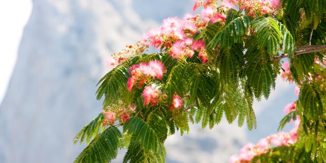 a persian silk tree in bloom