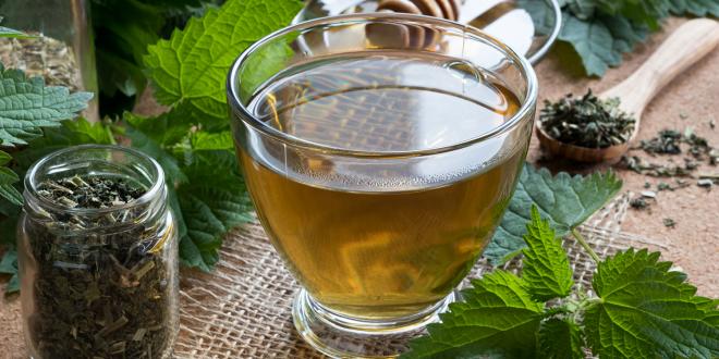 Fresh and dried nettles with a cup of nettle tea.